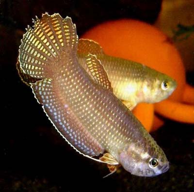 Betta edithae
